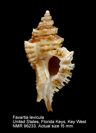 Favatia levicula.jpg - Favatia levicula (Dall,1889)